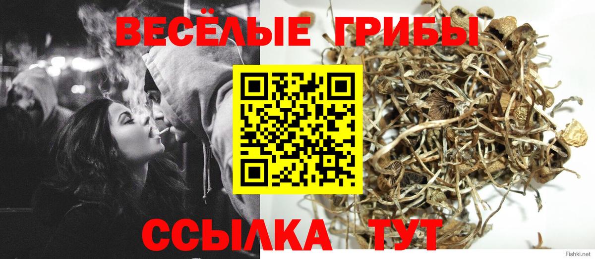 Псилоцибиновые грибы Cubensis Тихорецк